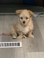 Elsa, a female Maltipoo and Papillon for sale in Denham Springs, LA – Photo 2 of 2