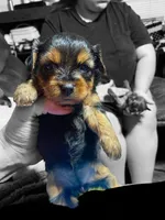 Female2, a female Dachshund and Yorkshire Terrier for sale in Denham Springs, LA – Photo 1 of 4