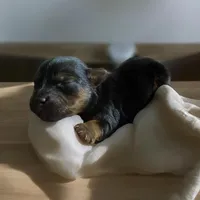 Female2, a female Dachshund and Yorkshire Terrier for sale in Denham Springs, LA – Photo 2 of 4