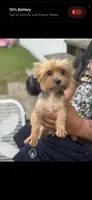 Willow, a female Yorkshire Terrier for sale in Denham Springs, LA – 4 of 4