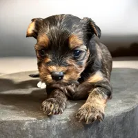 Wade, a male Yorkshire Terrier and Miniature Dachshund for sale in Denham Springs, LA – 1 of 2