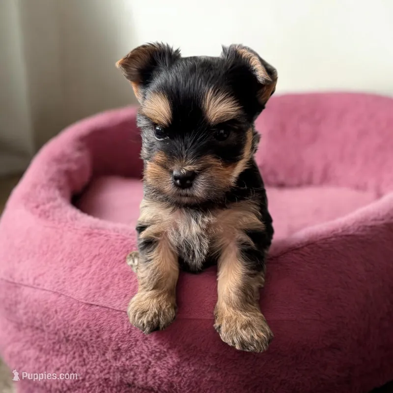 Wendy – Yorkshire Terrier puppy for sale in Denham Springs, LA