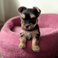 Wendy, a female Yorkshire Terrier for sale in Denham Springs, LA – 1 of 4