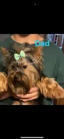 Peter, a male Yorkshire Terrier for sale in Denham Springs, LA – 3 of 4