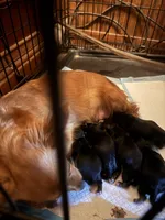 Baby boy 3, a male Yorkshire Terrier and Miniature Dachshund for sale in Denham Springs, LA – Photo 5 of 8