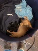 Baby boy 3, a male Yorkshire Terrier and Miniature Dachshund for sale in Denham Springs, LA – Photo 6 of 8