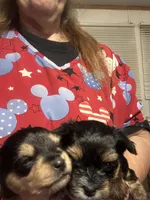 Baby boy 3, a male Yorkshire Terrier and Miniature Dachshund for sale in Denham Springs, LA – Photo 8 of 8