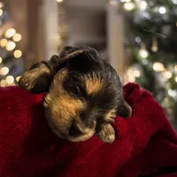 Baby boy 3, a male Yorkshire Terrier and Miniature Dachshund for sale in Denham Springs, LA – Photo 3 of 8