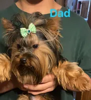 Baby boy 3, a male Yorkshire Terrier and Miniature Dachshund for sale in Denham Springs, LA – Photo 4 of 8