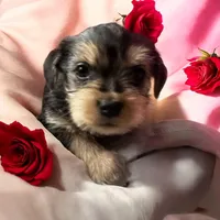 Baby boy 3, a male Yorkshire Terrier and Miniature Dachshund for sale in Denham Springs, LA – Photo 1 of 8