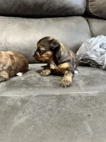 Wade, a male Yorkshire Terrier and Miniature Dachshund for sale in Denham Springs, LA – 2 of 2