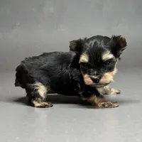 Jasper, a female Yorkshire Terrier for sale in Denham Springs, LA – 2 of 2
