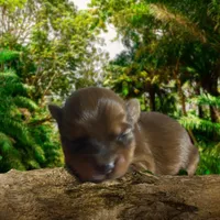 Female 1, a female Dachshund and Yorkshire Terrier for sale in Denham Springs, LA – Photo 2 of 4