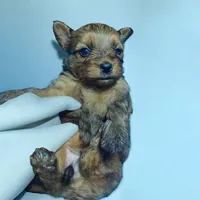 Female 1, a female Dachshund and Yorkshire Terrier for sale in Denham Springs, LA – Photo 1 of 4