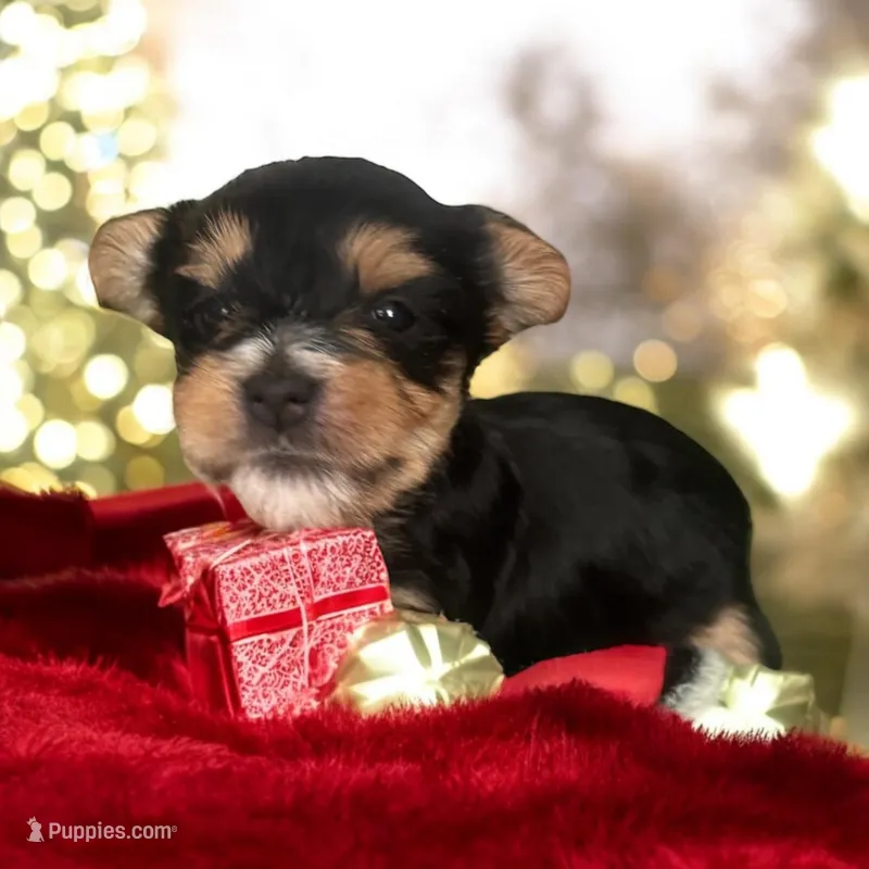 Baby Boy 1, a male Yorkshire Terrier for sale in Denham Springs, LA – Photo 1 of 4