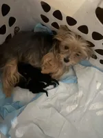 Baby Boy 1, a male Yorkshire Terrier for sale in Denham Springs, LA – Photo 4 of 4