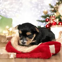 Baby Boy 1, a male Yorkshire Terrier for sale in Denham Springs, LA – Photo 2 of 4