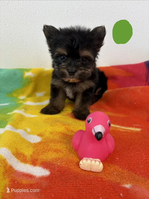 Teacup Oliver  – Yorkshire Terrier puppy for sale in Denham Springs, LA