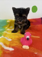 Teacup Oliver , a male Yorkshire Terrier for sale in Denham Springs, LA – 1 of 2