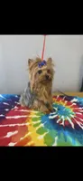 Tiny Brody, a male Yorkshire Terrier for sale in Denham Springs, LA – Photo 4 of 6