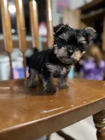 Tiny Brody, a male Yorkshire Terrier for sale in Denham Springs, LA – Photo 6 of 6
