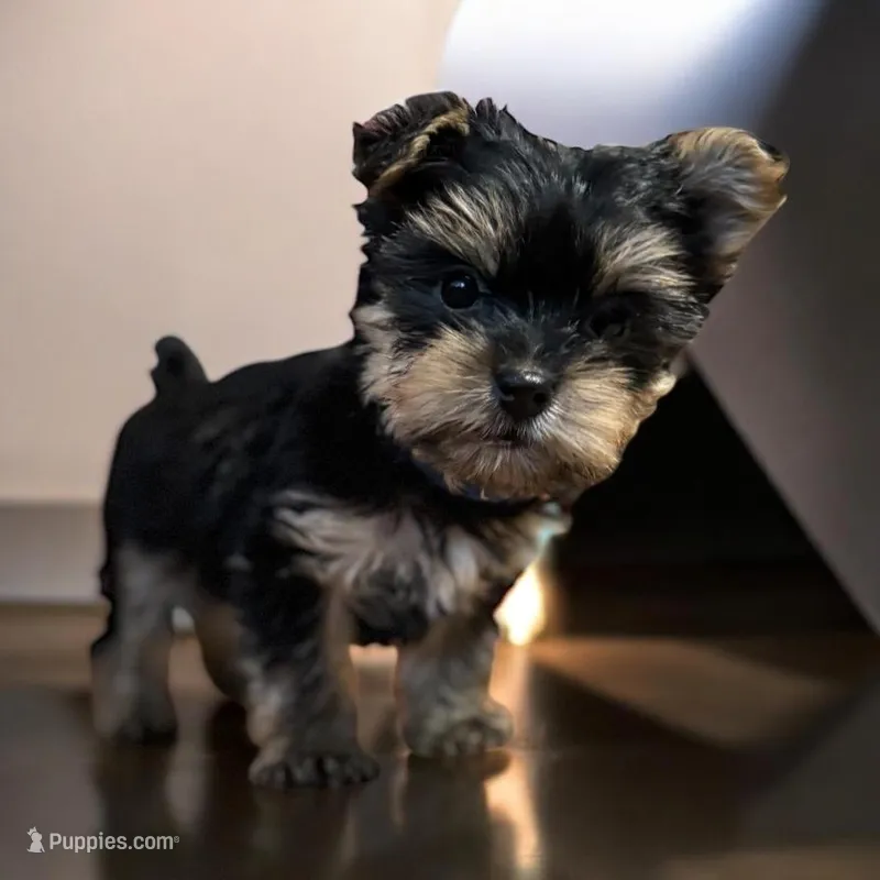 Tiny Brody, a male Yorkshire Terrier for sale in Denham Springs, LA – Photo 1 of 6