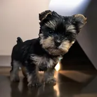 Tiny Brody, a male Yorkshire Terrier for sale in Denham Springs, LA – Photo 1 of 6