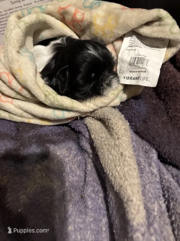 Sissy – Shih Tzu puppy for sale in Denham Springs, LA
