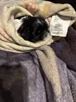 Sissy, a female Shih Tzu for sale in Denham Springs, LA – 1 of 3