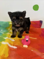 Teacup Oliver , a male Yorkshire Terrier for sale in Denham Springs, LA – 2 of 2