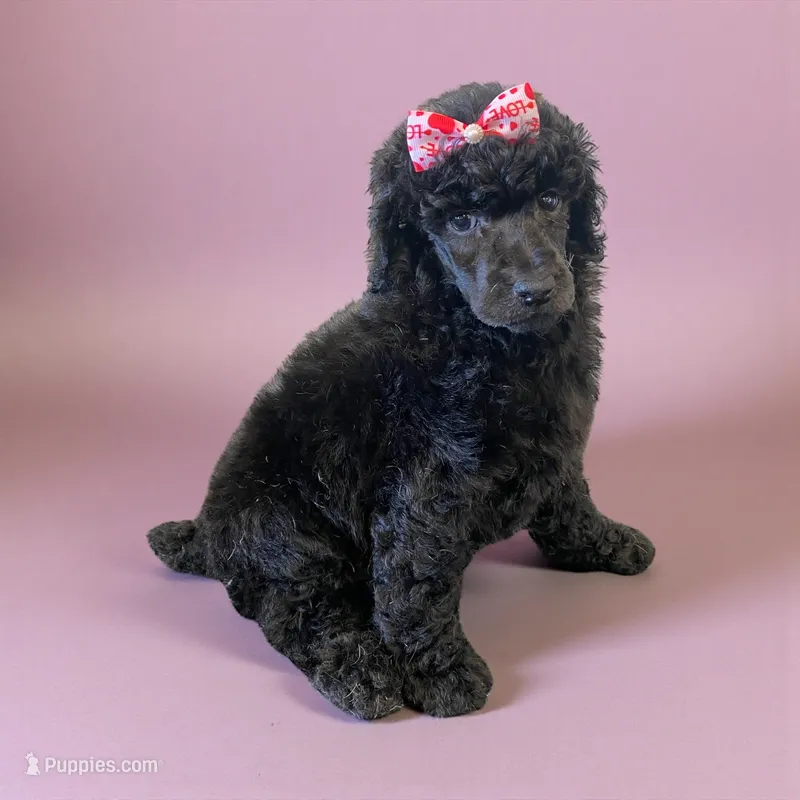 Lilly Ann  – Poodle - Standard  puppy for sale in Denham Springs, LA