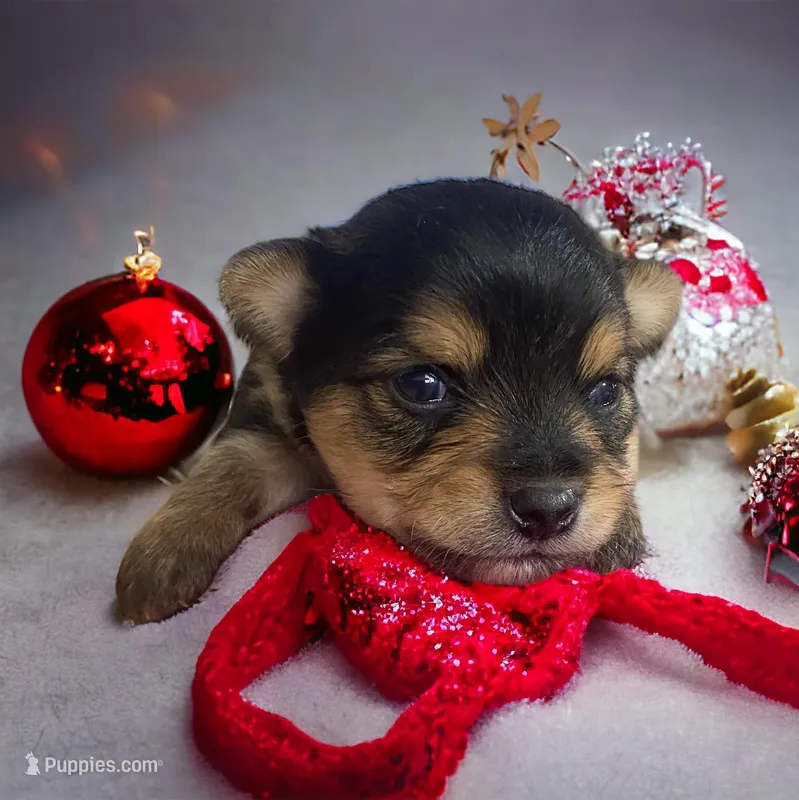 Boy 1, a male Yorkshire Terrier for sale in Denham Springs, LA – Photo 1 of 4