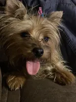 Boy 1, a male Yorkshire Terrier for sale in Denham Springs, LA – Photo 3 of 4