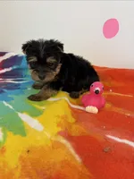 Roslyn, a female Yorkshire Terrier for sale in Denham Springs, LA – 2 of 2