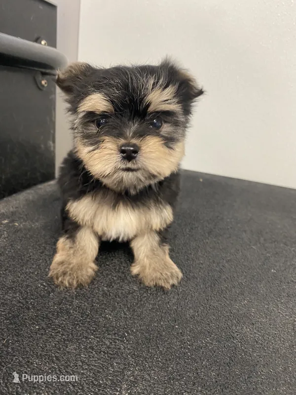 Jasper – Yorkshire Terrier puppy for sale in Denham Springs, LA