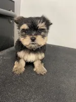 Jasper, a female Yorkshire Terrier for sale in Denham Springs, LA – 1 of 4