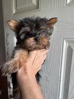 Teacup male, a male Yorkshire Terrier for sale in Denham Springs, LA – 4 of 4