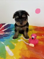 Roslyn, a female Yorkshire Terrier for sale in Denham Springs, LA – 1 of 2