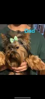 Willow, a female Yorkshire Terrier for sale in Denham Springs, LA – 3 of 4