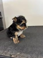Rose, a female Yorkshire Terrier for sale in Denham Springs, LA – 5 of 5