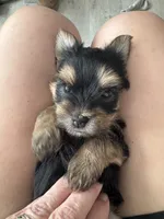Wendy, a female Yorkshire Terrier for sale in Denham Springs, LA – 2 of 4