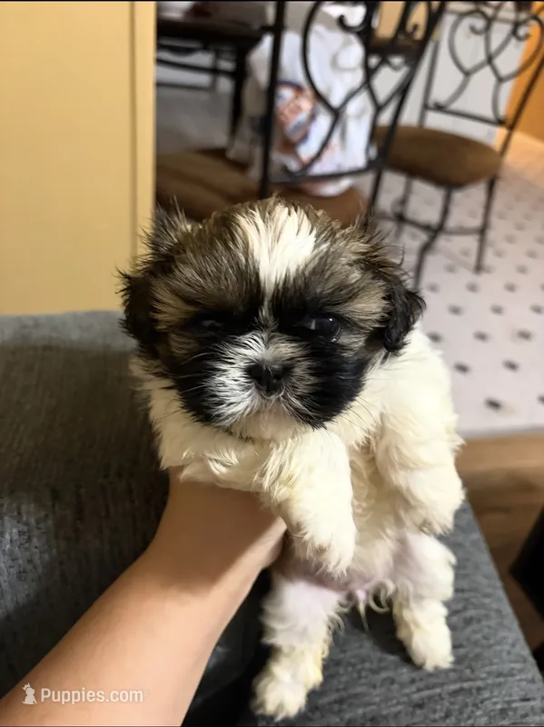 Spark – Shih Tzu puppy for sale in Denham Springs, LA