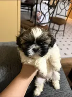 Spark, a male Shih Tzu for sale in Denham Springs, LA – 1 of 2
