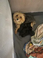 Girl 2, a female Yorkshire Terrier for sale in Denham Springs, LA – Photo 2 of 9