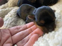 Girl 2, a female Yorkshire Terrier for sale in Denham Springs, LA – Photo 9 of 9