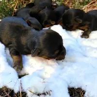 Girl 2, a female Yorkshire Terrier for sale in Denham Springs, LA – Photo 1 of 9