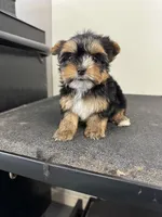 Rose, a female Yorkshire Terrier for sale in Denham Springs, LA – 3 of 5