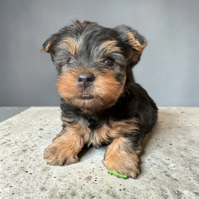 Peter – Yorkshire Terrier puppy for sale in Denham Springs, LA