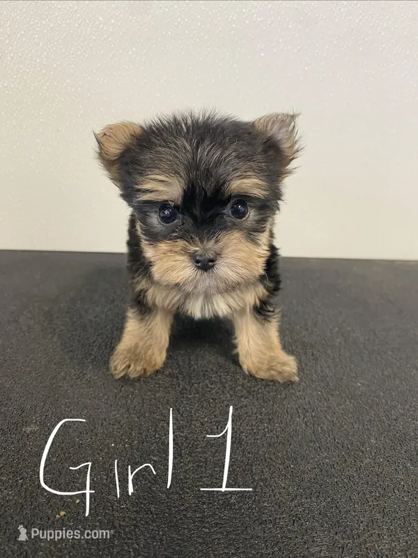 Jade – Yorkshire Terrier puppy for sale in Denham Springs, LA