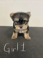 Jade, a female Yorkshire Terrier for sale in Denham Springs, LA – 1 of 4